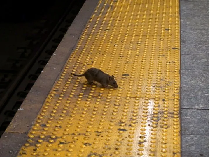 Newyork rats