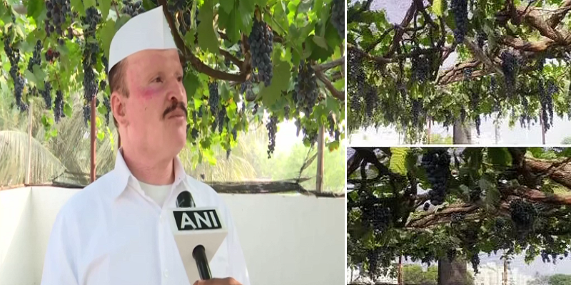 மொட்டை மாடியில் திராட்சை தோட்டம்; மாதம் ரூ.5 லட்சம் ஈட்டும் புனே விவசாயி!