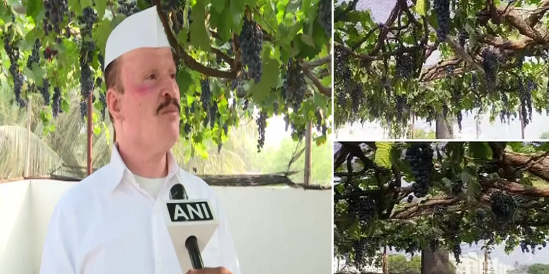 மொட்டை மாடியில் திராட்சை தோட்டம்; மாதம் ரூ.5 லட்சம் ஈட்டும் புனே விவசாயி!