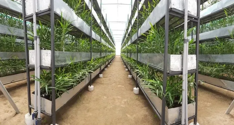Turmeric vertical farming