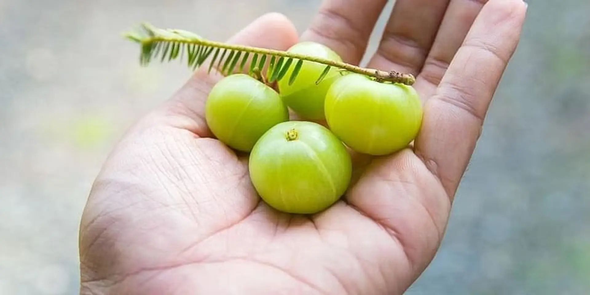 ஒருமுறை பயிரிட்டால் வாழ்நாள் முழுக்க விளைச்சலும் வருவாயும் நல்கும் நெல்லிக்காய் சாகுபடி!