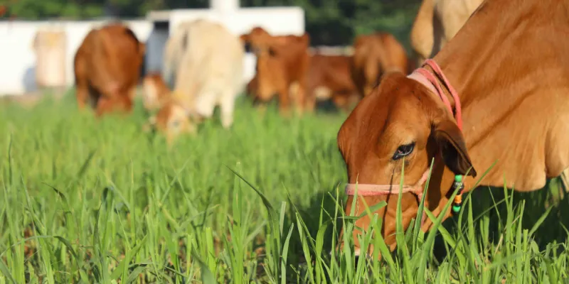 Sahiwal Cows in Farmland