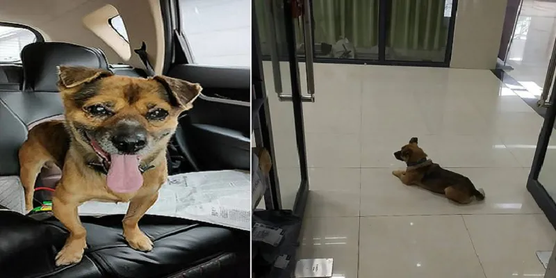 wuhan dog