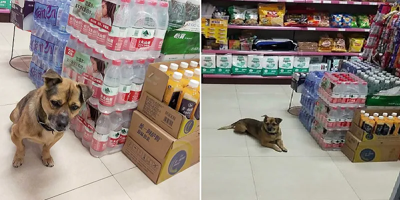 wuhan dog