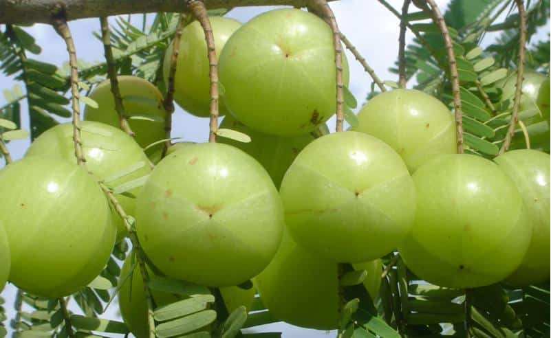 gooseberry