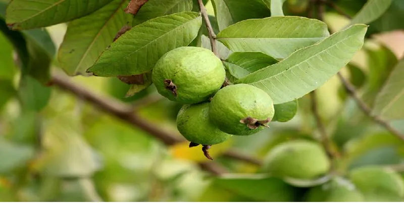 guava