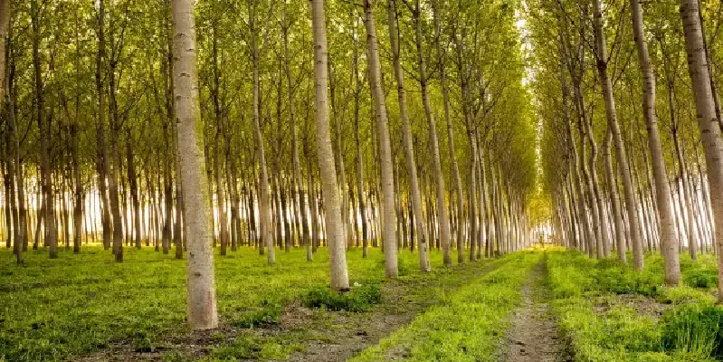 poplar trees