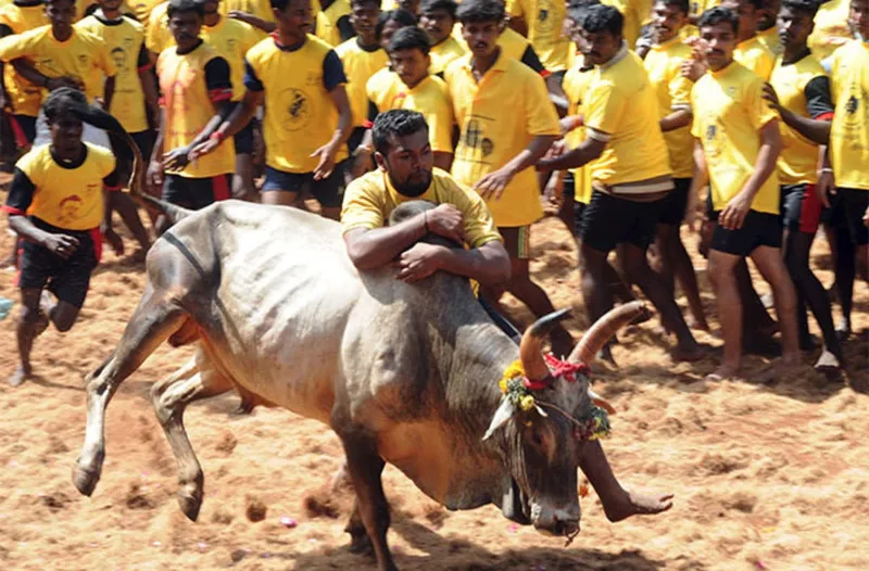 jallikkattu