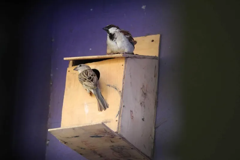 sparrow