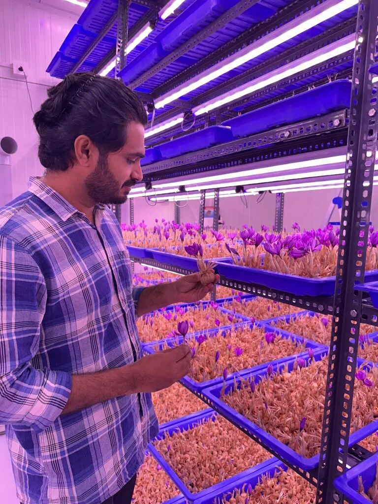 saffron farming