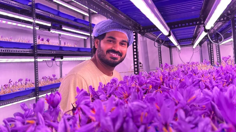 saffron farming