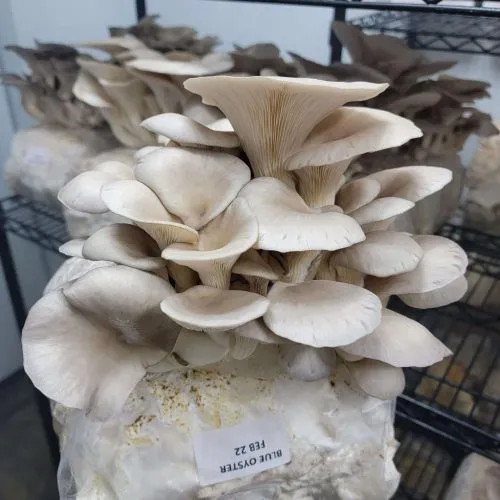 mushroom