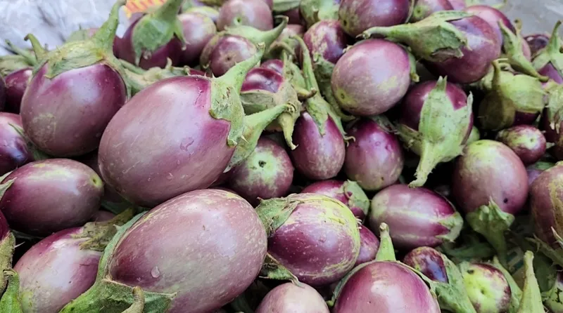 brinjal