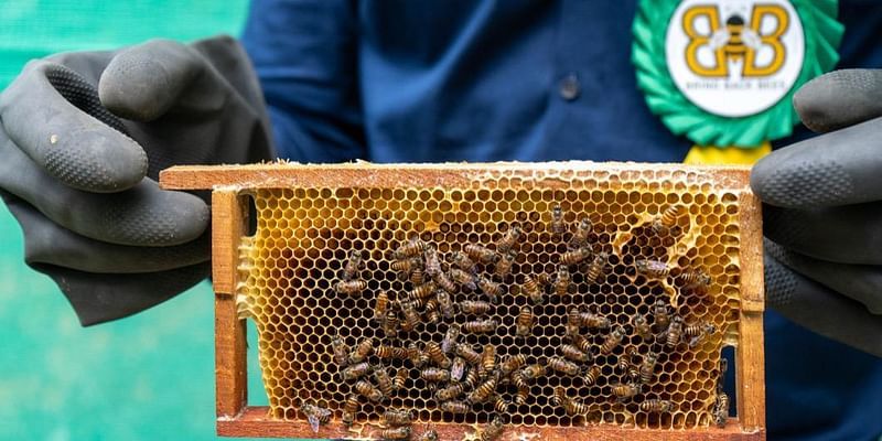 NFT மூலம் தேனீ வளர்ப்பில் ஈடுபடலாம் - ‘Metaverse’ திருமணப் புகழ் தினேஷின் முயற்சி 'Bring Back Bees'