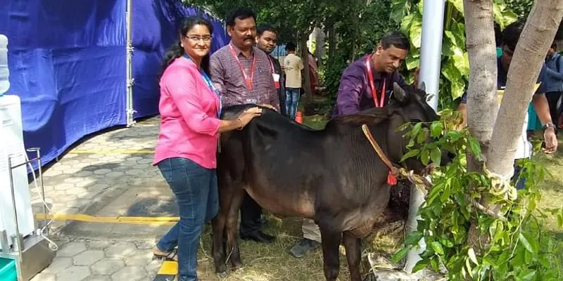 with cow