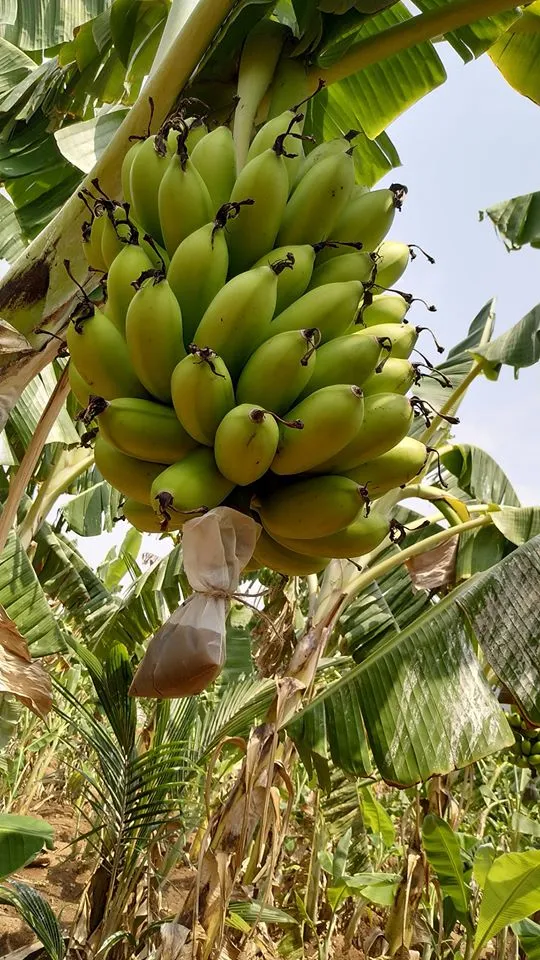 வாழை தார்