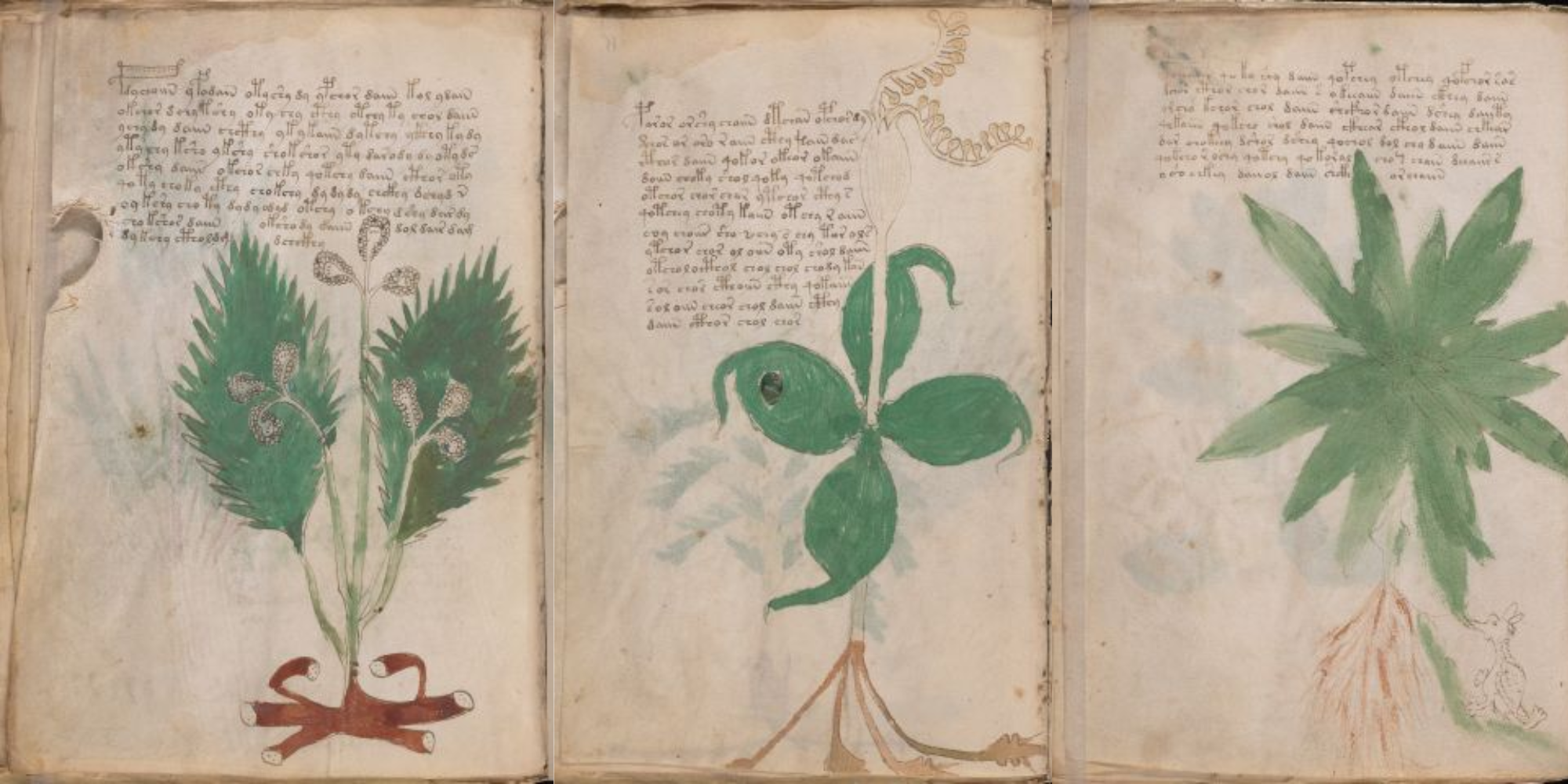 वॉयनिच पांडुलिपि