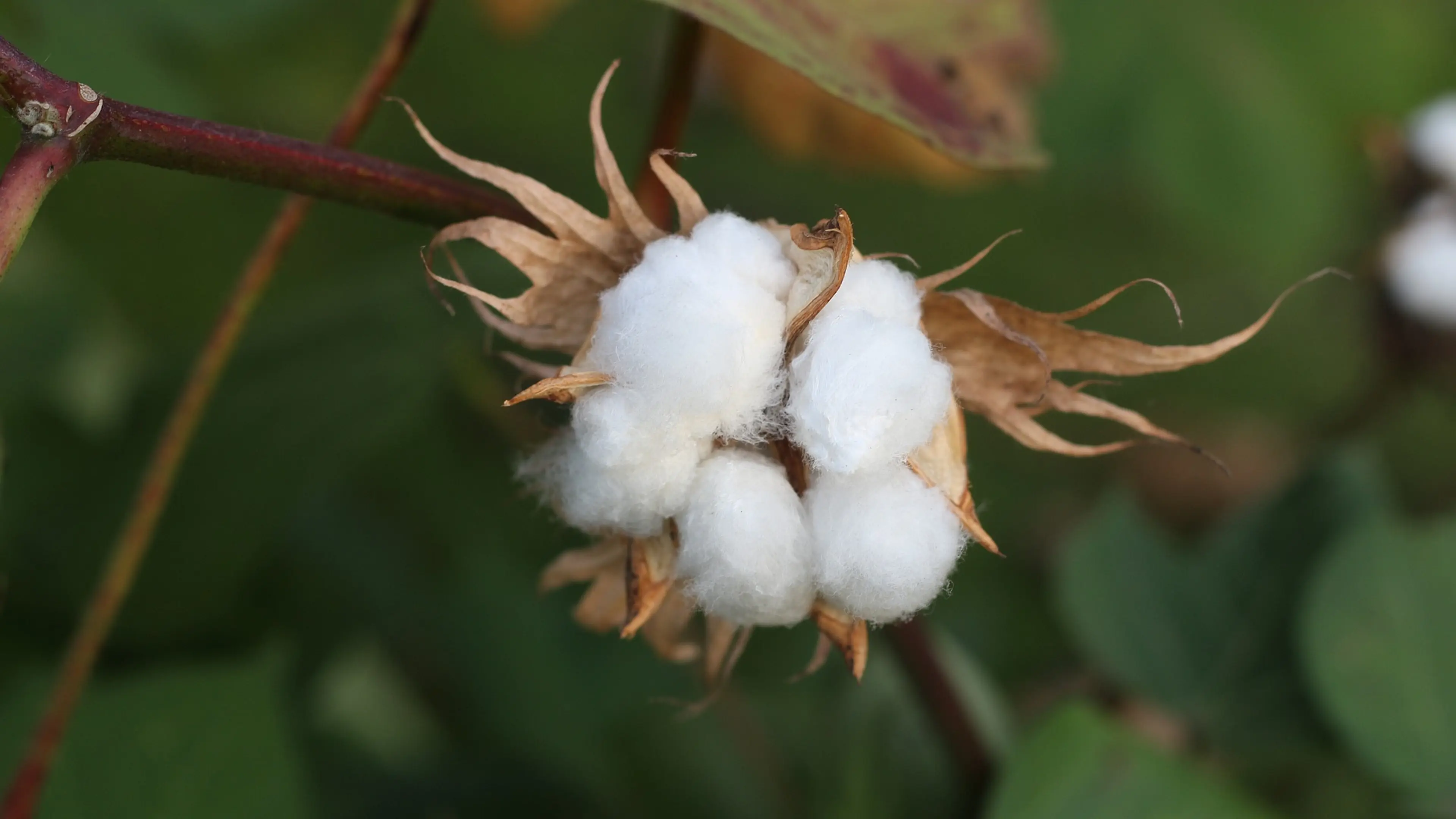 Unlocking business opportunities: 5 cotton-based business ideas on World Cotton Day