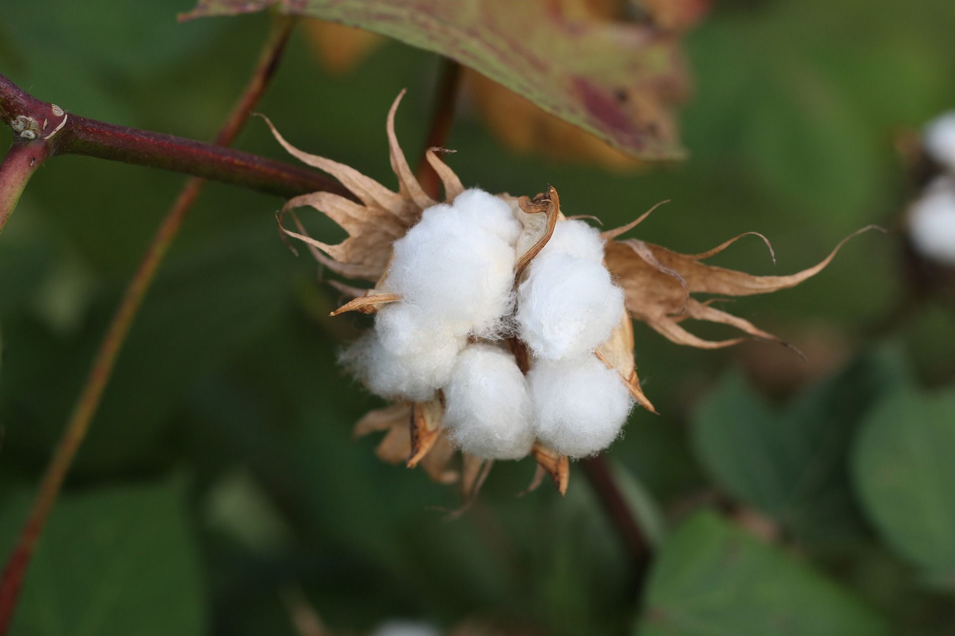 Unlocking business opportunities: 5 cotton-based business ideas on World Cotton Day