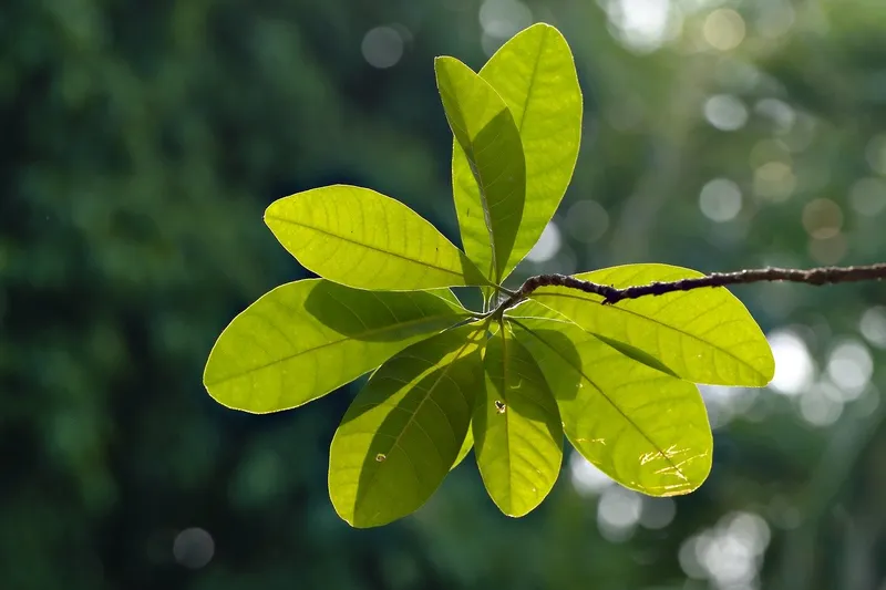 Plant