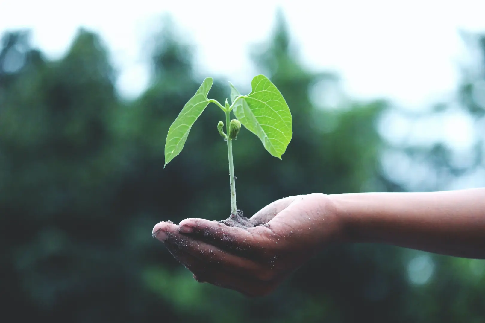 The rise of the eco-warriors: Bioplastics and a sustainable future