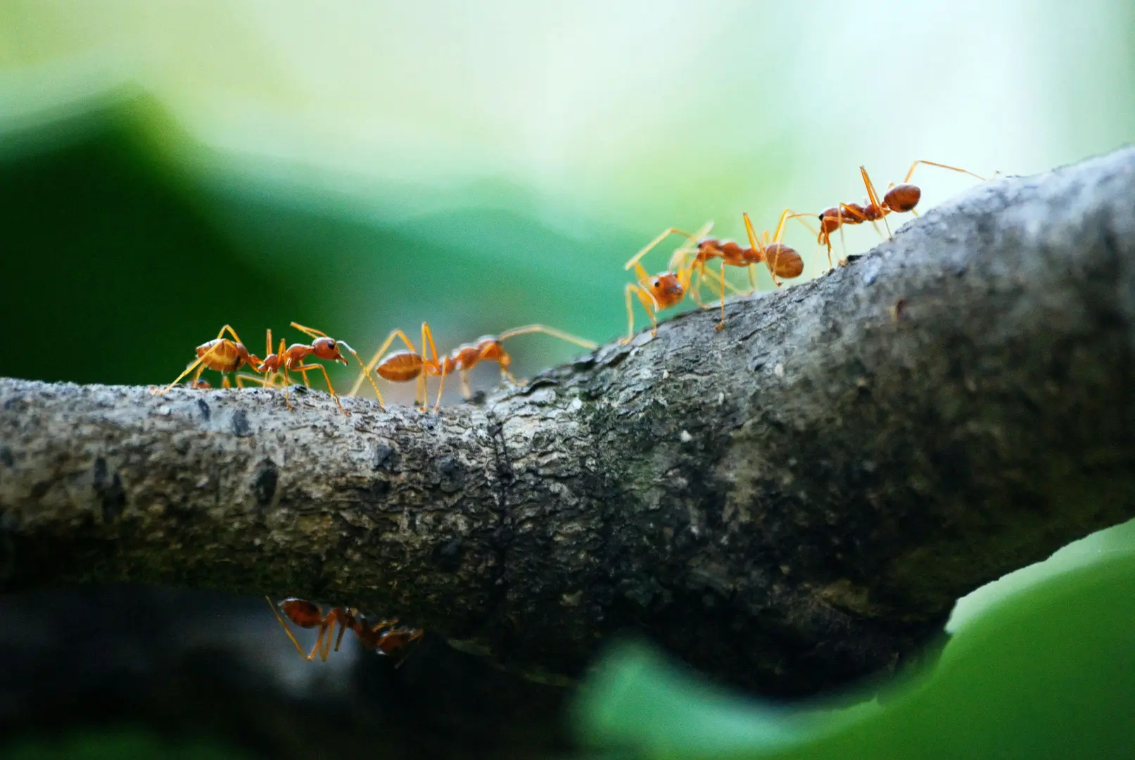 How Ants Hold the Secret to Ending Traffic Jams Forever!