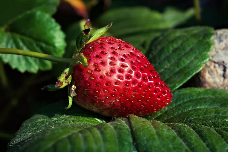 OpenAI's Project "Strawberry"