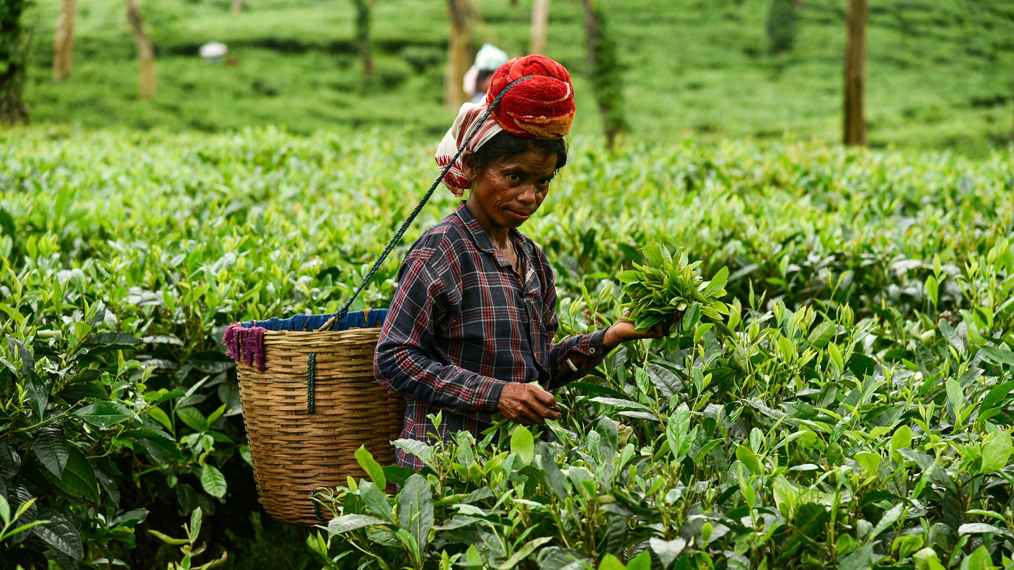 Assam launches national programme to push innovation and traceability in tea sector