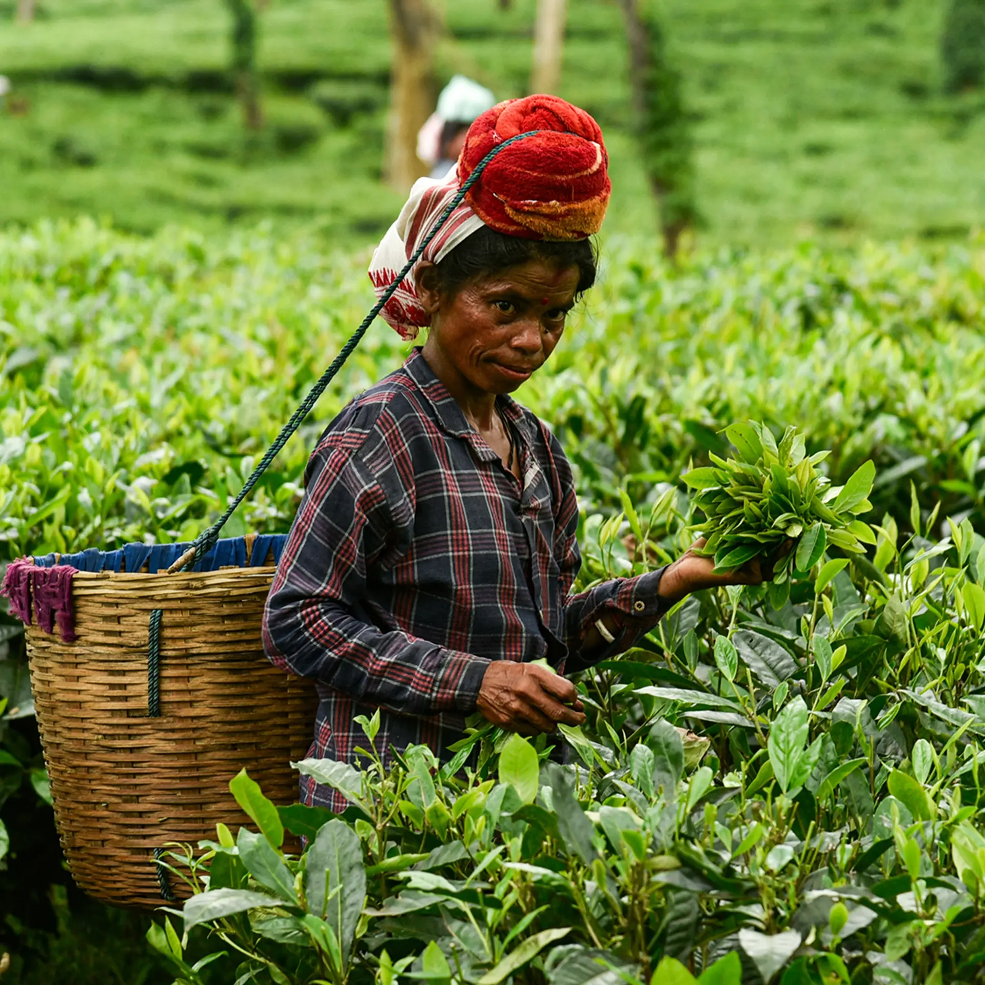 Assam launches national programme to push innovation and traceability in tea sector