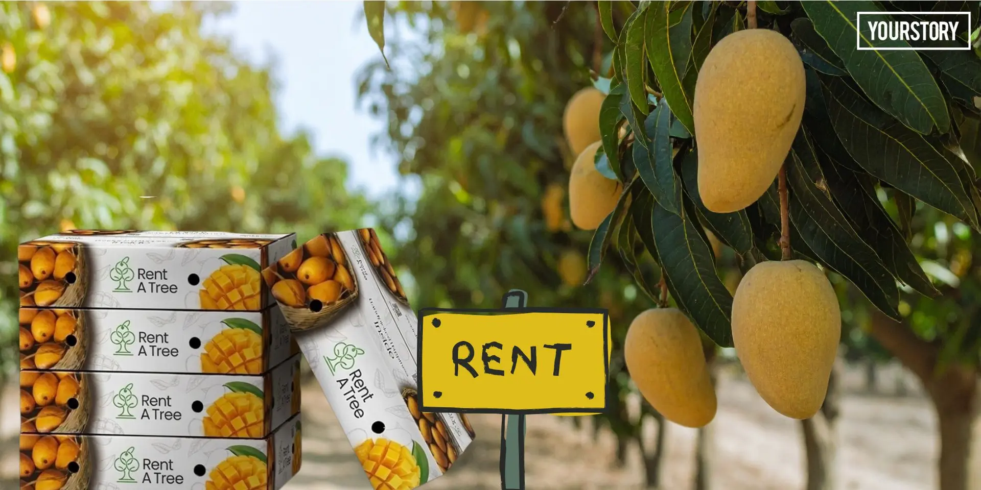Rent a Mango Tree? This Startup Is Turning Farms Into Digital Assets