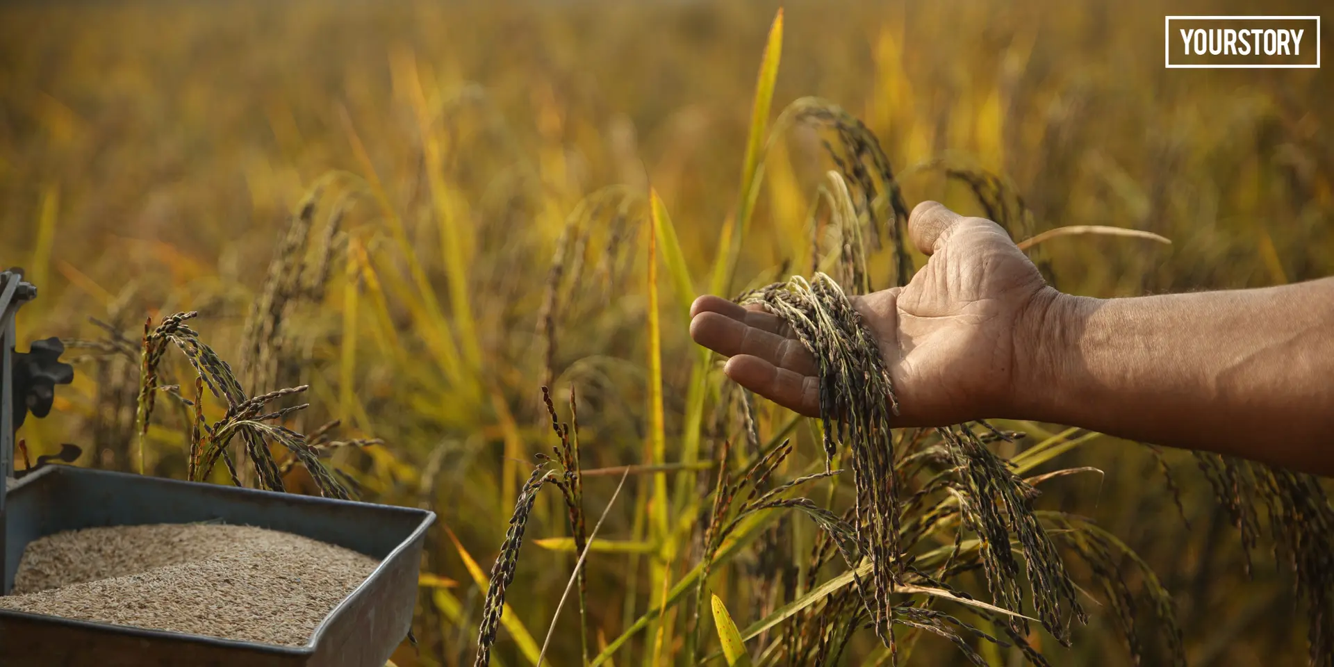 Siddharthnagar’s Kala Namak Rice: From Heritage Crop to Market Product