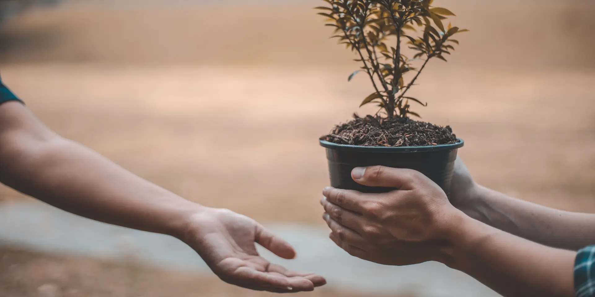 This Indian Tree Can Make You Richer Than Sugarcane or Wheat