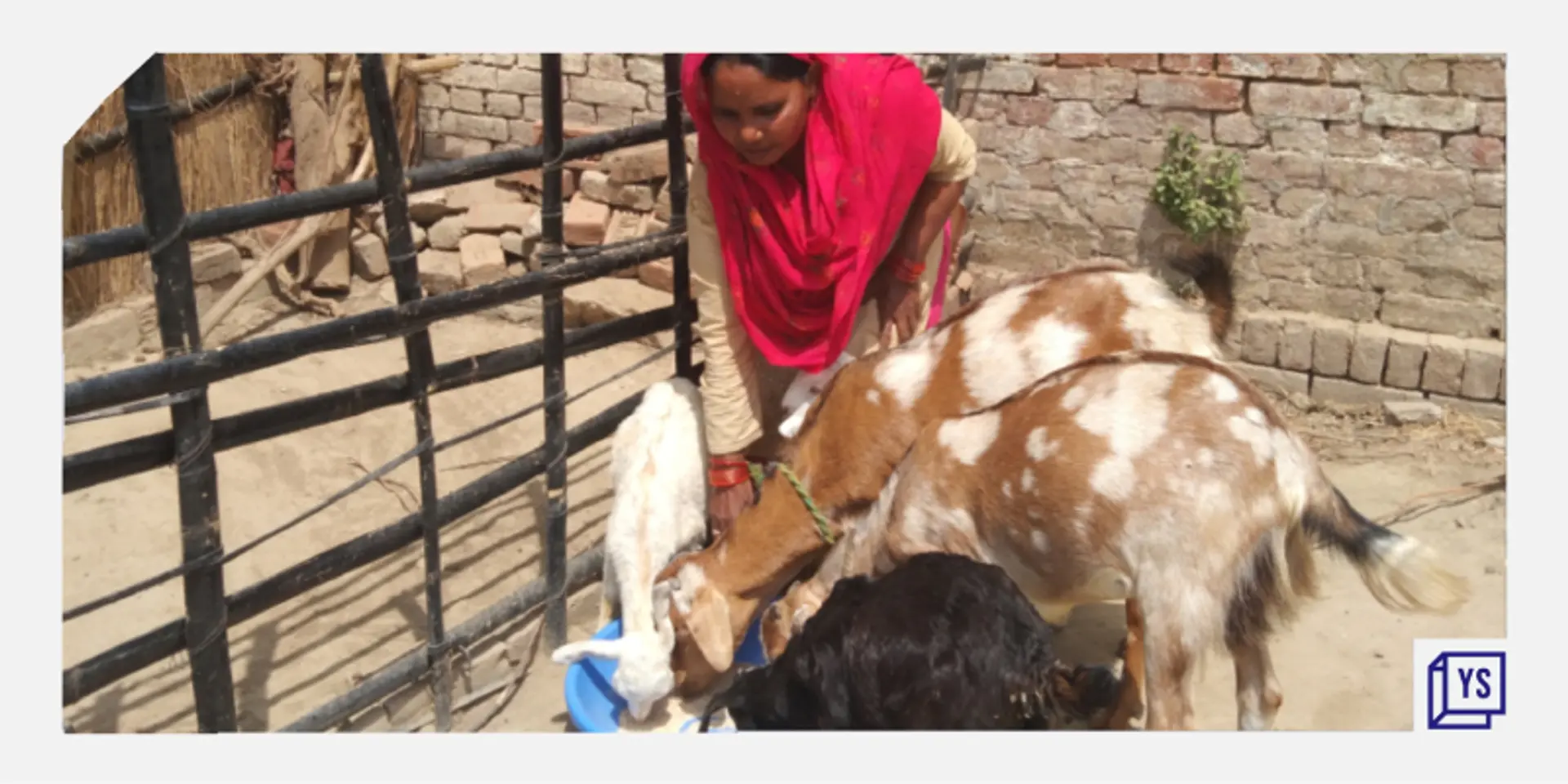 How PashuBajaar is leveraging tech in Indian livestock trading