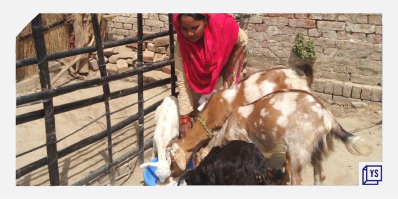 How PashuBajaar is leveraging tech in Indian livestock trading 
