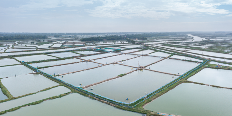 Shrimp farm