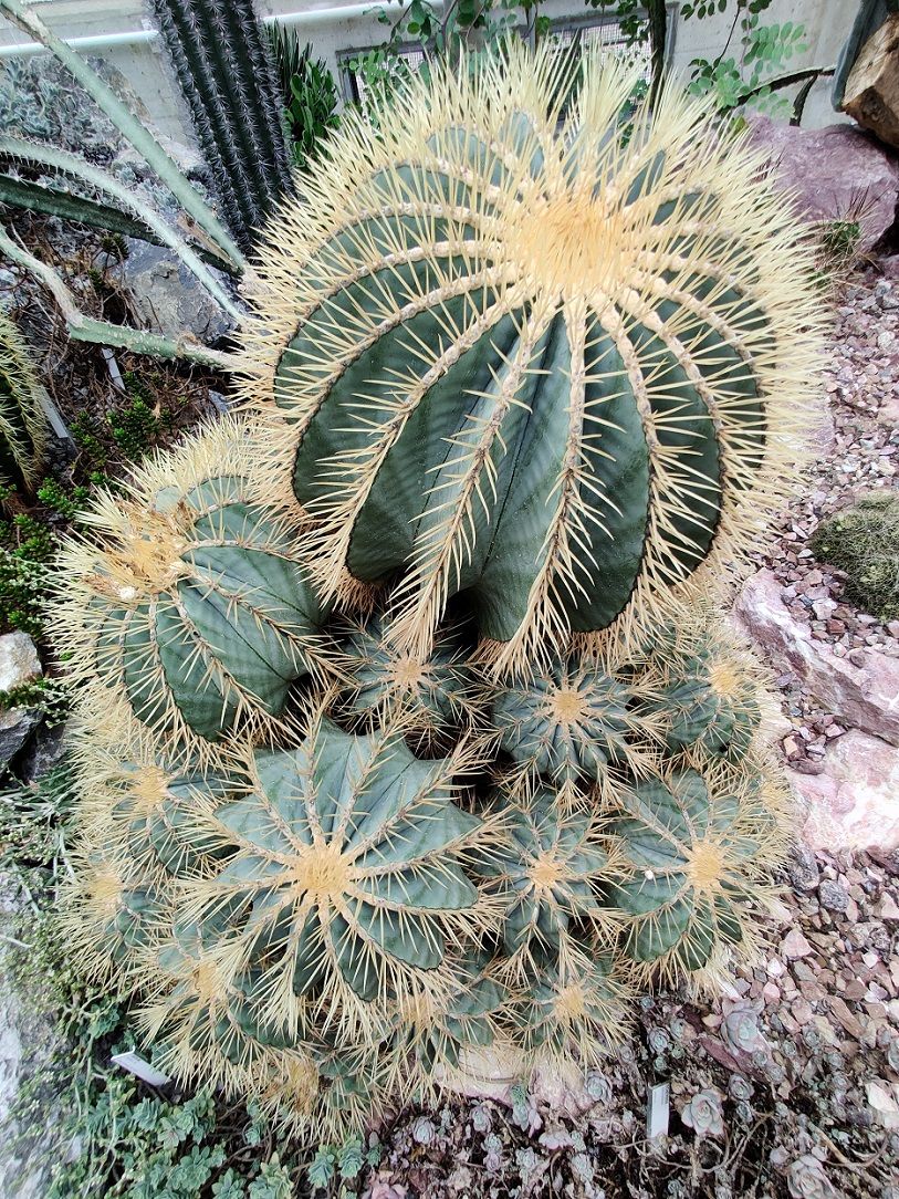 Cómo una colección de cactus de jardinero.Cómo una colección de cactus de jardinero.  