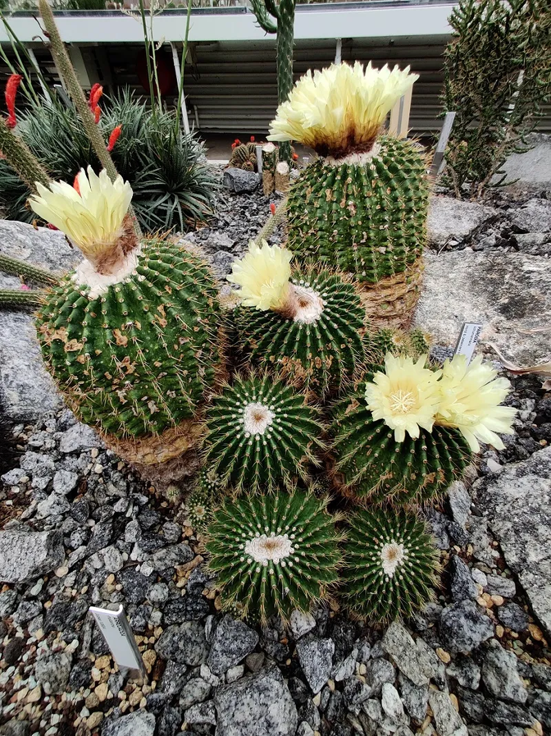 How a gardener's cactus collection became an international ...