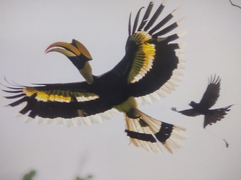  Sarang Bird  Story In Hindi Amazing Stories