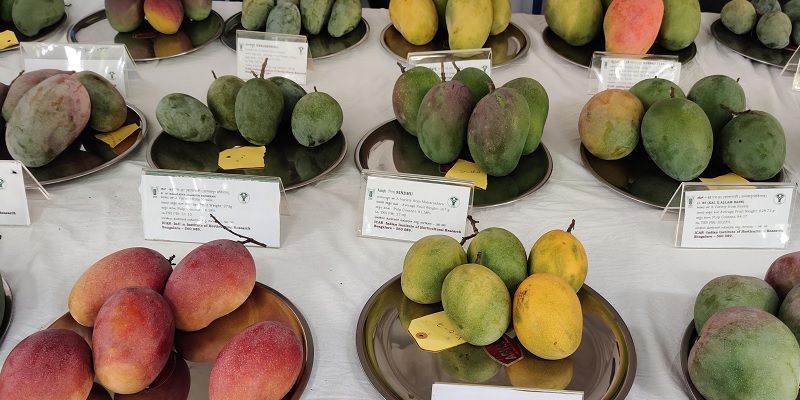 Calling all mango startups: this horticulture institute offers entrepreneurship development workshops