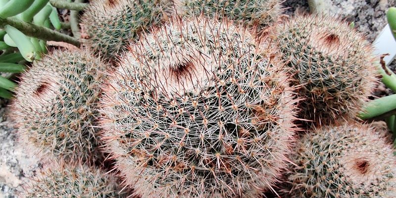 How a gardener’s cactus collection became an international bio-research and tourist hub