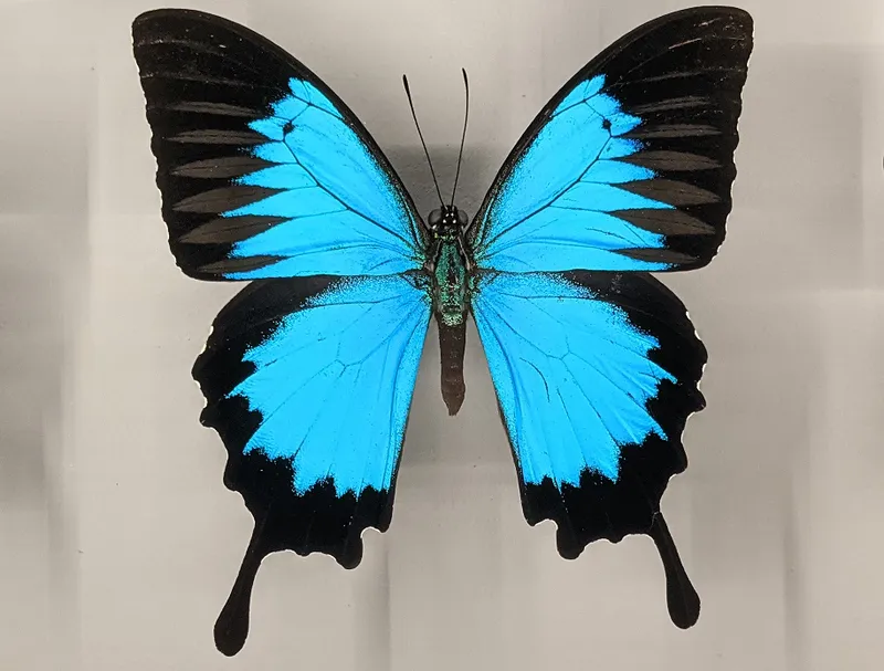 Immersion, interaction, inspiration—how the unique Montreal Insectarium ...