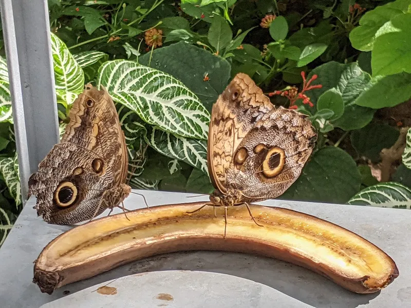 Immersion, interaction, inspiration—how the unique Montreal Insectarium ...