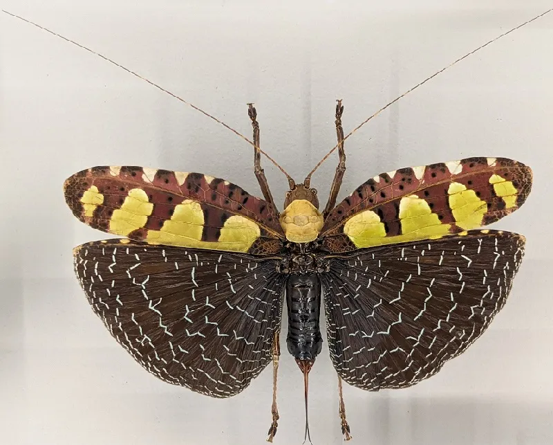 Immersion, interaction, inspiration—how the unique Montreal Insectarium ...