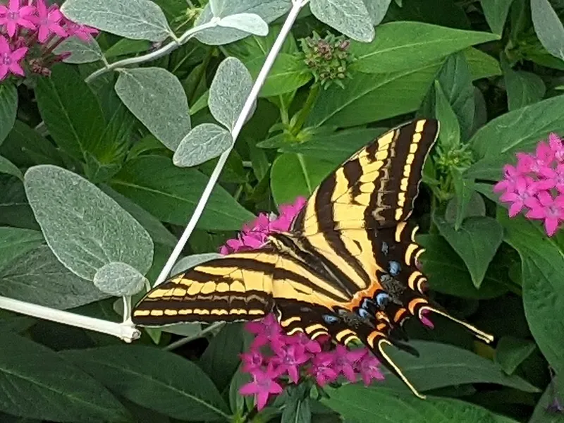 Immersion, interaction, inspiration—how the unique Montreal Insectarium ...