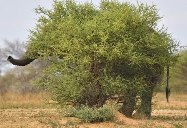 A Bush Elephant -  Staffan Widstrand