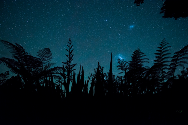 A forest near Rotorua by Junji Takasago, Japan