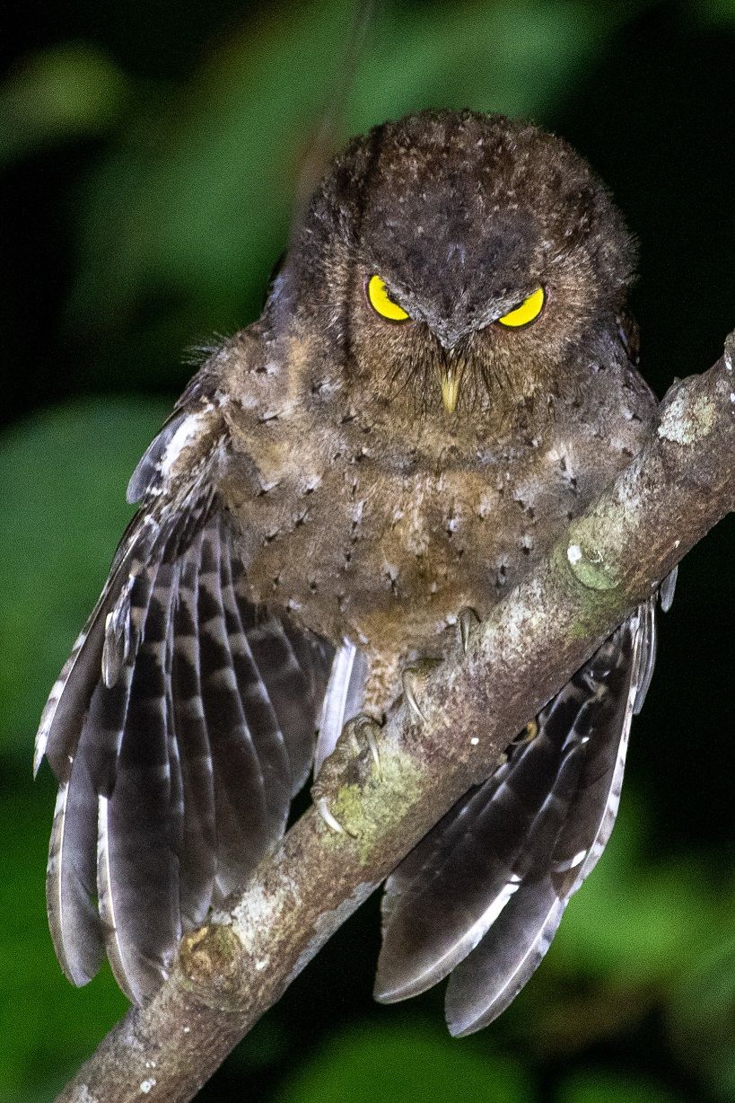 Andaman Scops Owl