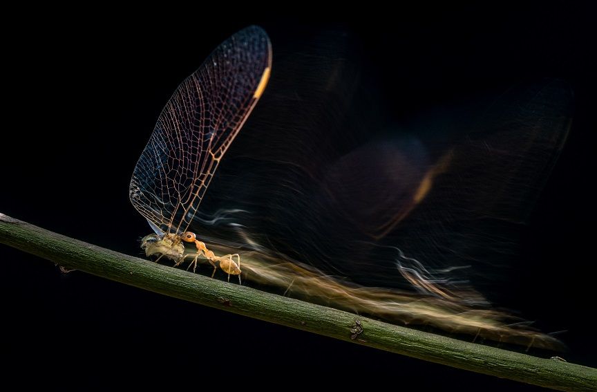 Animal Behaviour -- Padmanava Santra