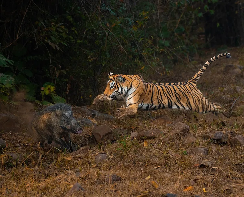 Animal Behaviour - Anirudh Laxmipathy