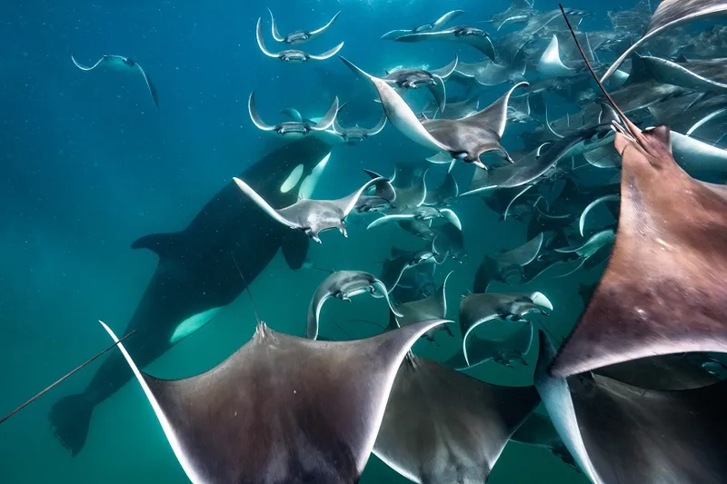 Animal Behaviour - Merche Llobera